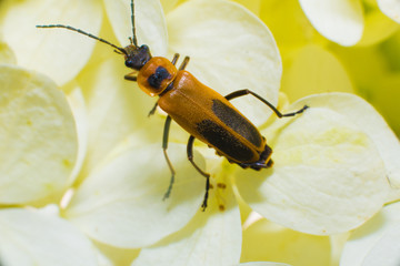 Insect on Flower