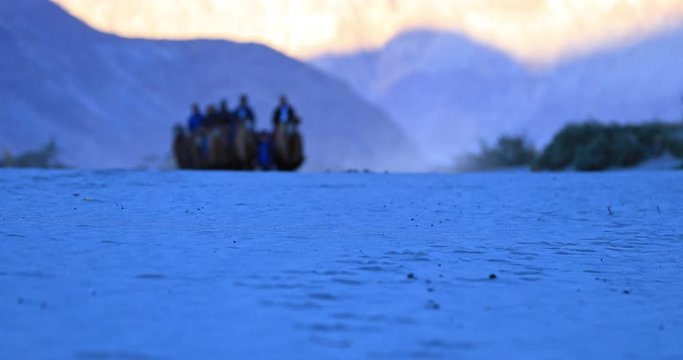 Out of focus silhouettes of camels and tourists on safari trip in Ladakh, India