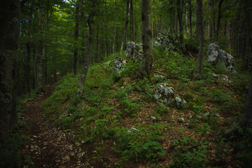empty trail in deep summer green forest nature landscape