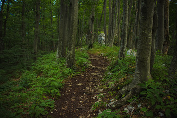 empty trail in deep summer green forest nature landscape
