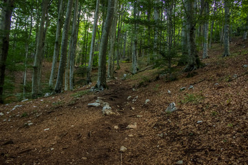 empty trail in deep summer green forest nature landscape