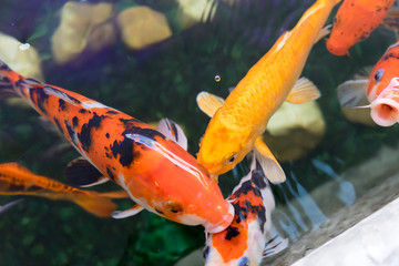 Colorful carp swim in the lake. Fish that brings wealth.