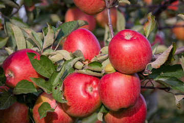 Red and ripe apples hanging from a tree branch