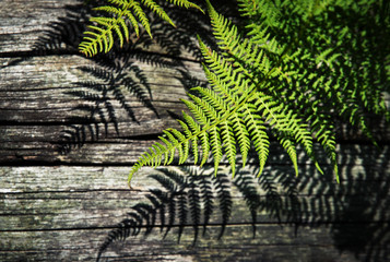 shade of green ferns on wood