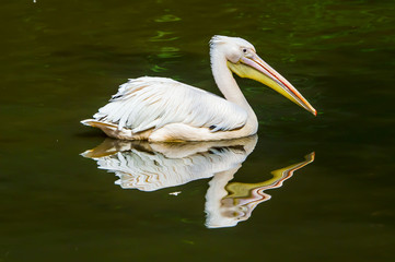pelican
