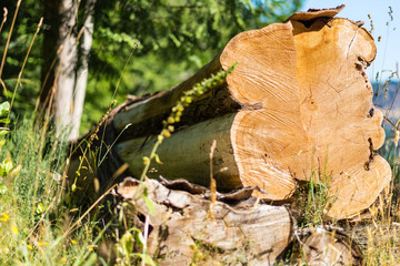 Stack of Freshly Fallen Timber