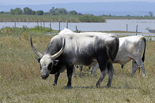Ungarische Steppenrinder - Hungarian Grey cattle