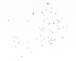 Bird silhouettes in blue sky