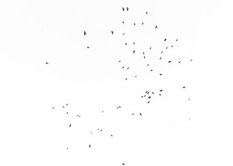 Bird silhouettes in blue sky