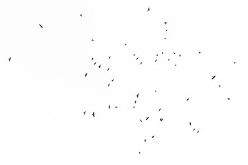 Fototapeta premium Bird silhouettes in blue sky