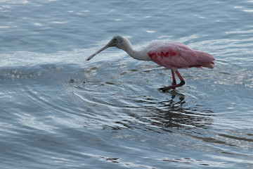 painted spoonbill searching for food