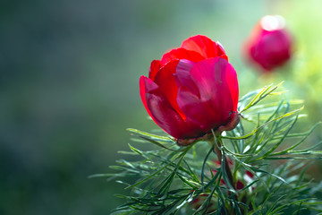 Wild peony is thin-leaved (Paeonia tenuifolia), in its natural environment. Bright decorative flower, popular in garden landscape design. Selective focus.