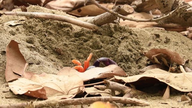 Closeup of a colorful crab working in sand. Moves sand like a tiny bulldozer