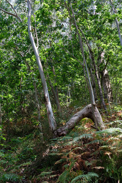 Krummer Baum in einem Wald
