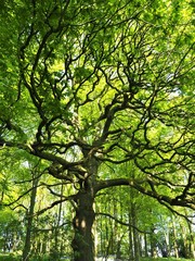 Oak tree in a wood with fresh spring leaves and dappled sunlight
