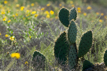 Cactus in nature