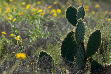 Cactus in nature