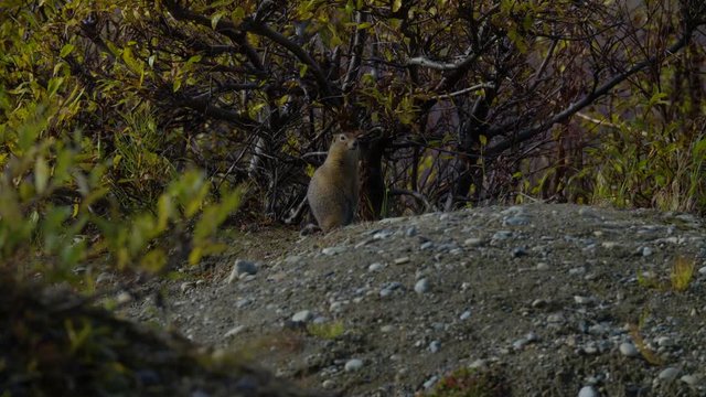 A woodchuck in alska region petersville