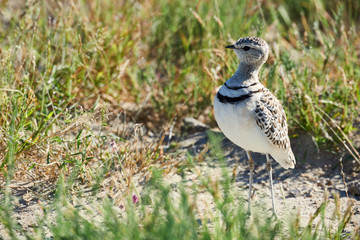 Two-banded courser, Rhinoptilus africanus. Agrican bird photogra