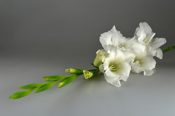 White gladiolus on gray background,