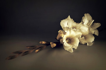 Condolence card with white gladiolus flower on dark background - obrazy, fototapety, plakaty