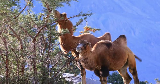 Wild camels in wilderness of Ladakh nature. Animals in wildlife of Nubra valley
