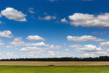 Yellow field and blue sky in czech countryside