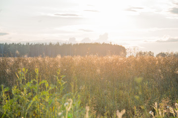 Fototapeta premium Evening gold wild field