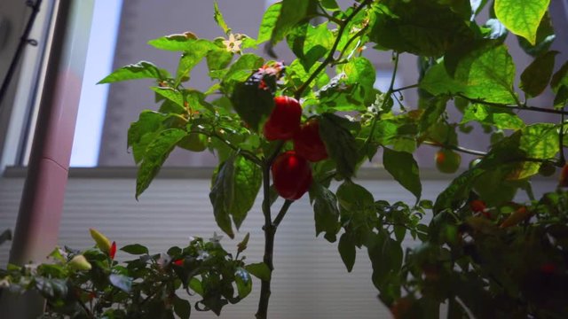 Three Peppers Growing in Smart Garden-LOW ANGLE SHOT