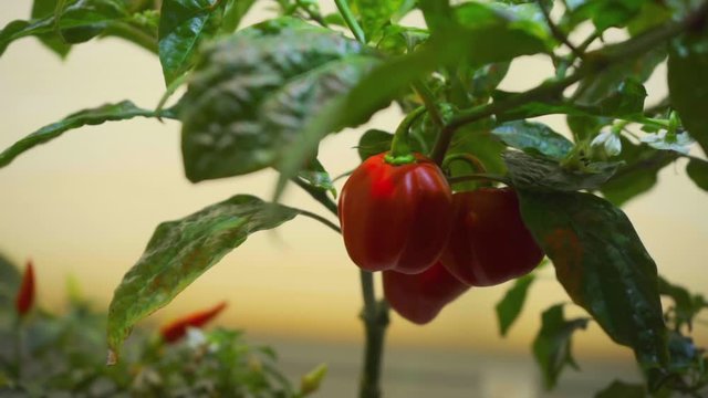 Habanero Chilli Pepper Growing on Windowsill-SUPER CLOSEUP ZOOM OUT
