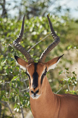 Black faced impala