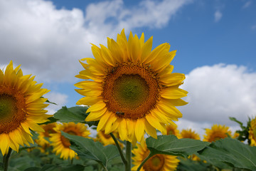 Sonnenblumen auf Feld in Frankreich