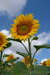 Sonnenblumen auf Feld in Frankreich