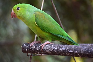 Parakeet