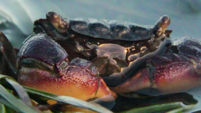 Crab Getting Smashed Inverterbrates Images – Browse 7 Stock Photos, Vectors, and Video ...