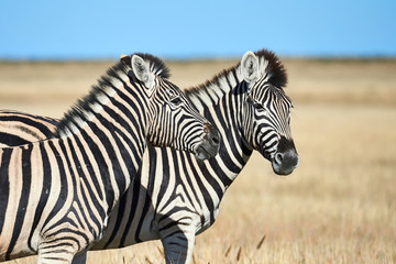 Two beautiful zebras in the African savannah. © lucaar