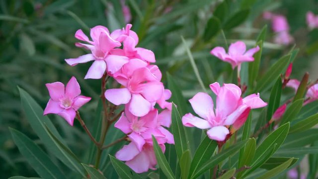 Pink flowers of Red-Leafed Rose.