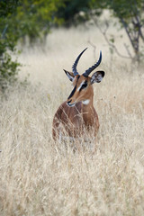 Naklejka na ściany i meble Blackfaced impala (Aepyceros melampus petersi)