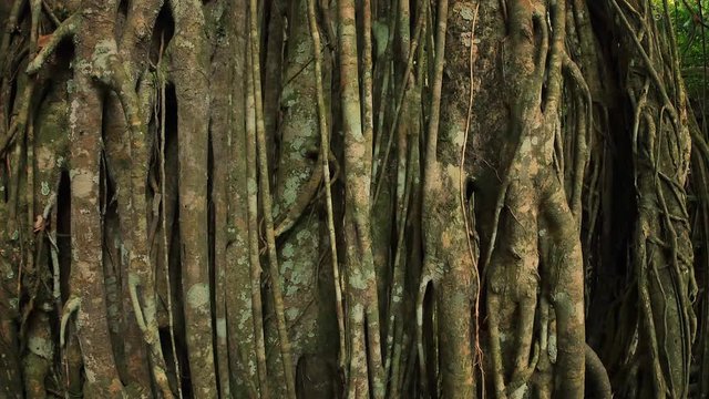 Close up view of tropical banyan tree trunk with overgrown roots and branches creating beutiful natural wood texture in humid climate of Asian tropics