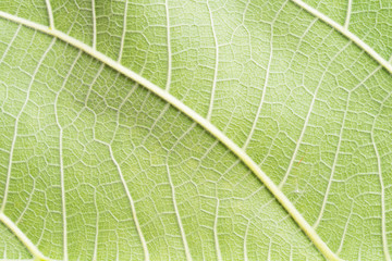 close up view of green leaf