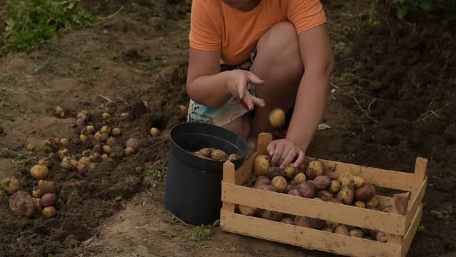 Peasant woman in orange robe sorts fresh potatoes into wooden box..First harvest of pink young potatoes collected in the garden. Concept of ecological nutrition, biological, vegetarian style