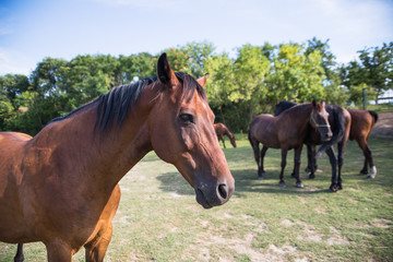 Horses on the meadow at animal shelter by the trees.
