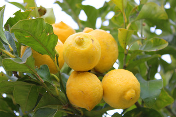 Limones en árbol - 214688542