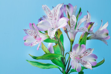 beautiful flowers on a blue background of alstroemeria
