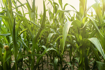 Obraz premium Green corn field at summer evening.
