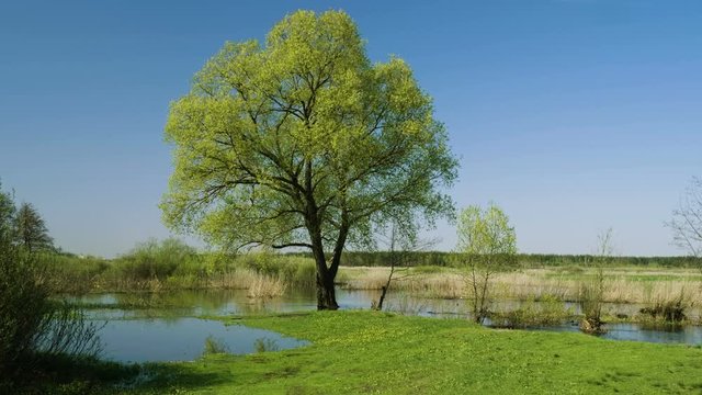A flooded forest landscape with marsh and trees. Spring flood in the river. 4K