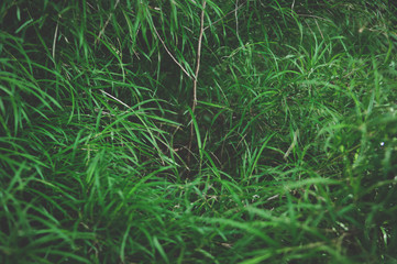 green grass background
