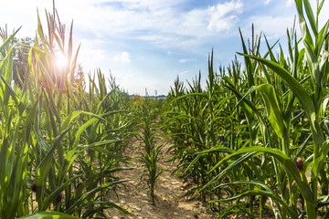 Green corn field at summer evening.