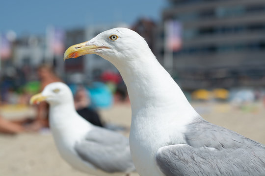 Big adult seagull is looking for food from tourists on the beach