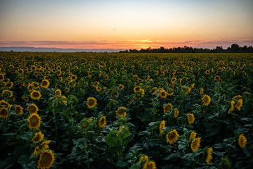 California Sunflowers, agriculture field at sunset 
